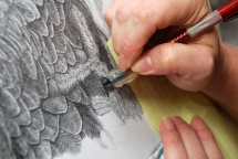 Karla Bailey demonstrates hyper-realism by drawing an American Bald Eagle in graphite pencil