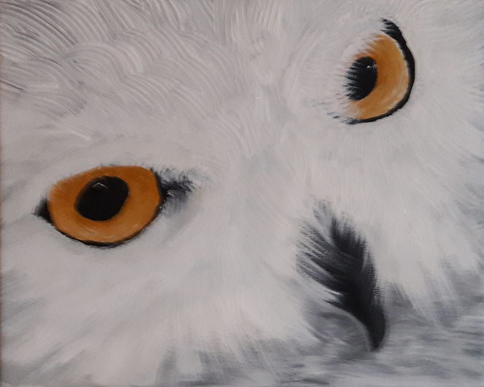 Snowy Owl Close Up